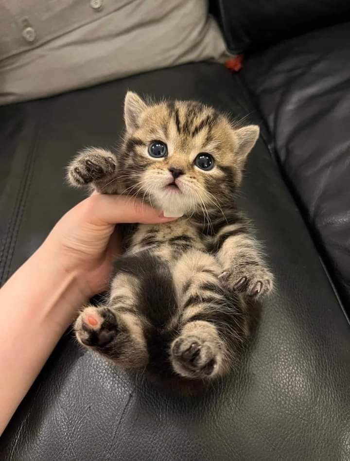 The Pets 𝕏 (@thepetsx) on Twitter photo 