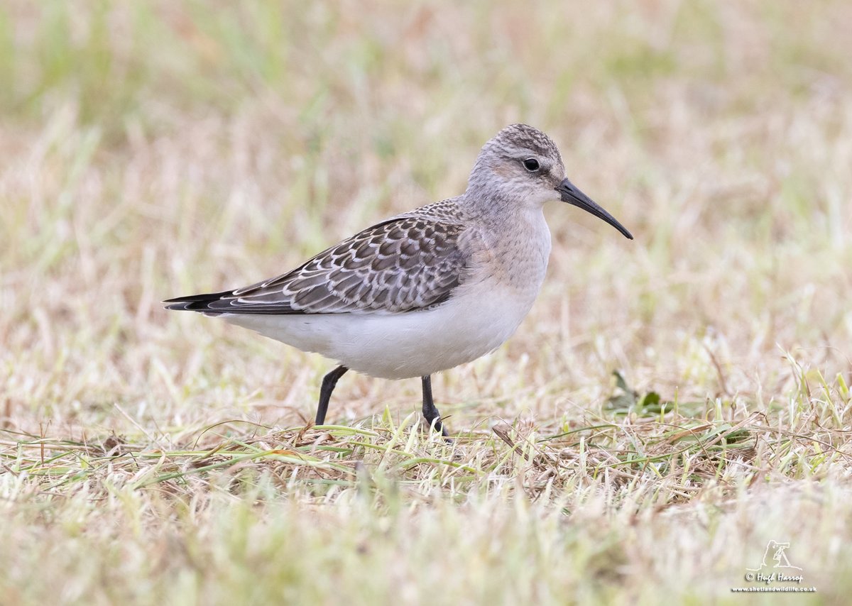 Arrived home to find a gorgeous migrant Wood Warbler in our Shetland garden and just outside it in a recently cut silage field, a lovely juvenile Curlew Sandpiper with a small flock of Ruff - a very welcome addition to the house list 🙂