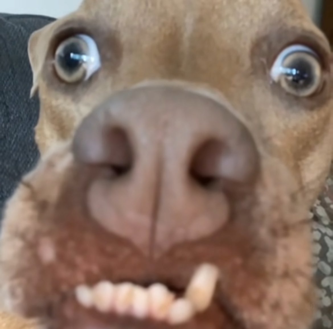 why did the abysmal <a href="/TfL/">TfL</a> just have me held in one of their tin cans inside a tunnel for like 25 whole minutes……..RUN ME MY 7 GREAT BRITISH POUNDS BACK NOWWWWWW I ALMOST DIED