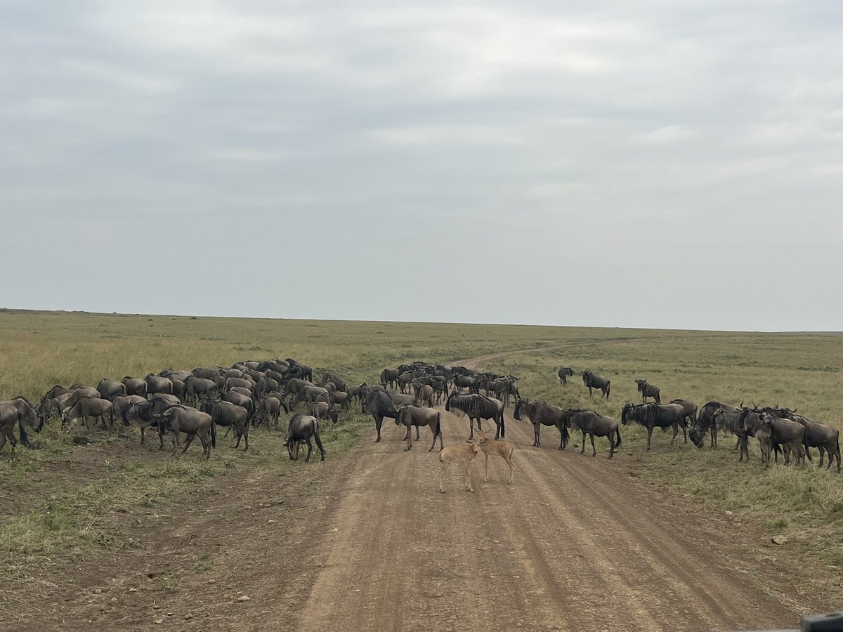 4 millions acres of grassland and not a fence to be seen 📍Maasi Mara/ Serengeti