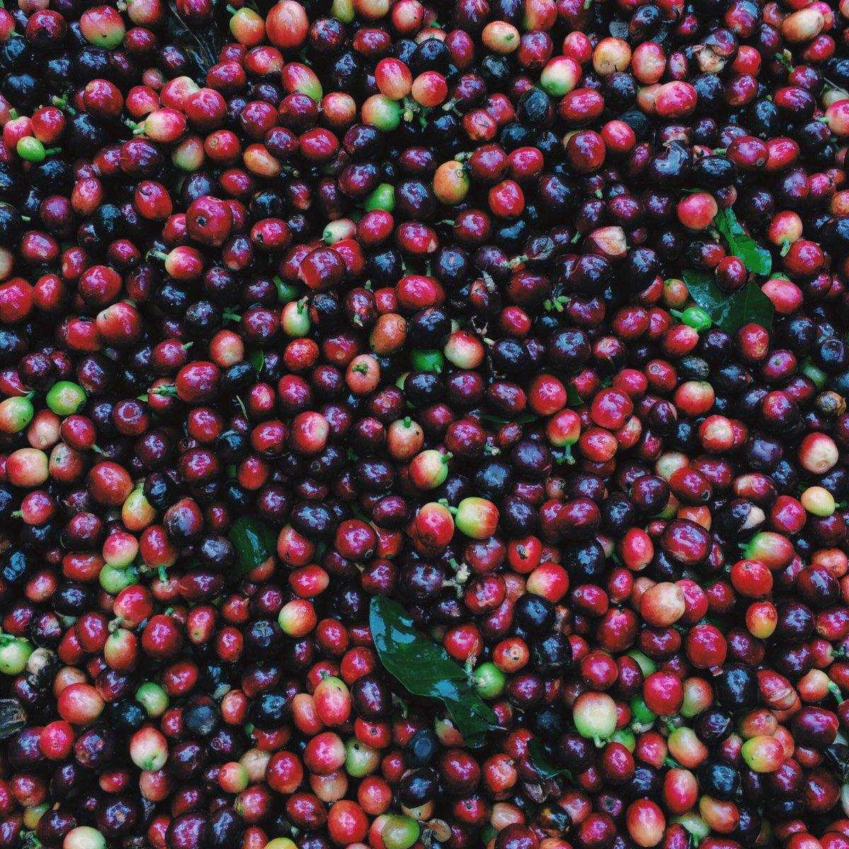 Marley Coffee tweet media