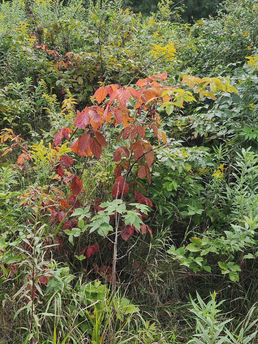 aresonian's tweet image. Fall leaves on wild red raspberry bush 

#NaturePhotography 
#fallcolors
#wildredraspberybush