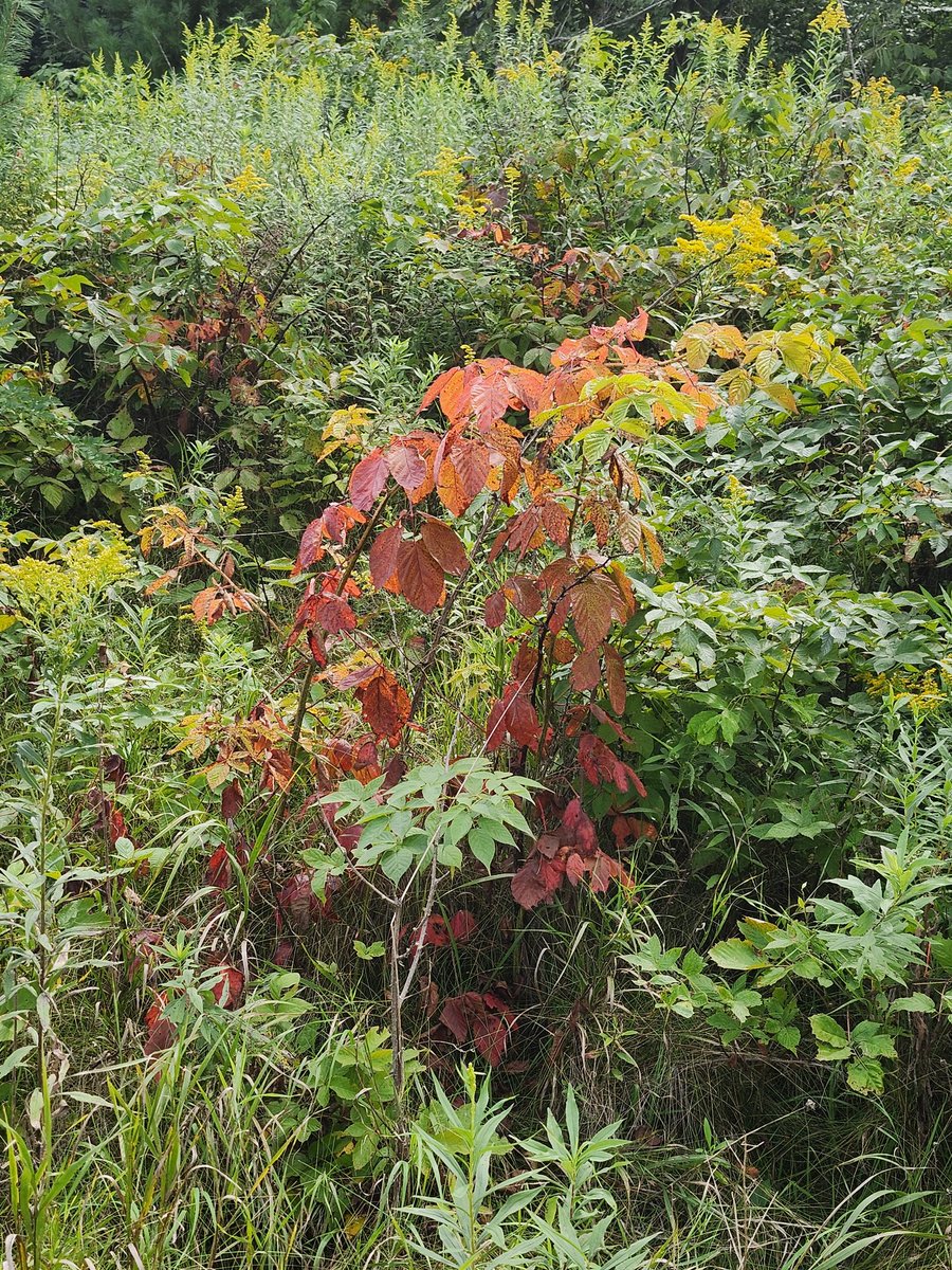 aresonian's tweet image. Fall leaves on wild red raspberry bush 

#NaturePhotography 
#fallcolors
#wildredraspberybush