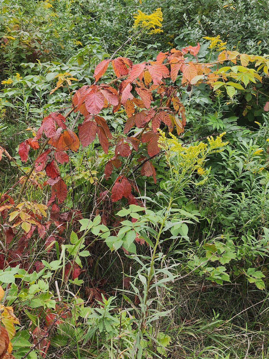 aresonian's tweet image. Fall leaves on wild red raspberry bush 

#NaturePhotography 
#fallcolors
#wildredraspberybush