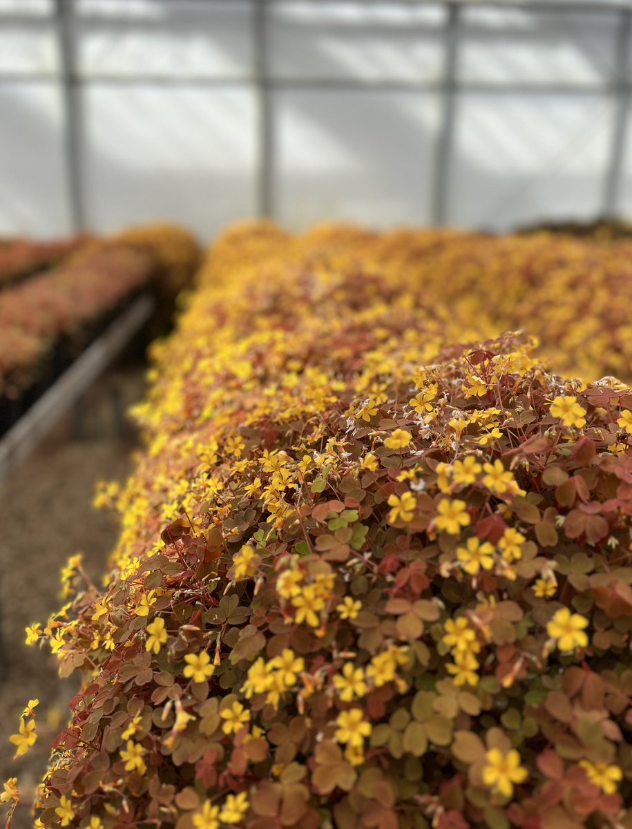 WestlandsUK's tweet image. Fresh, zingy and just the right amount of sharp.

Golden Sorrel brightens up rich dishes, brings a citrus kick to salads, and adds that golden pop chefs love to plate.

Grown with care, picked for flavour - simple as that. 🌱

#WestlandsUK #GoldenSorrel #Speciality #UKchef