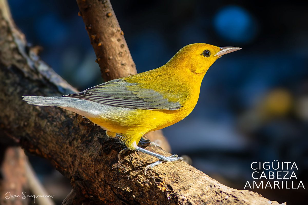 Juan Sangiovanni tweet media