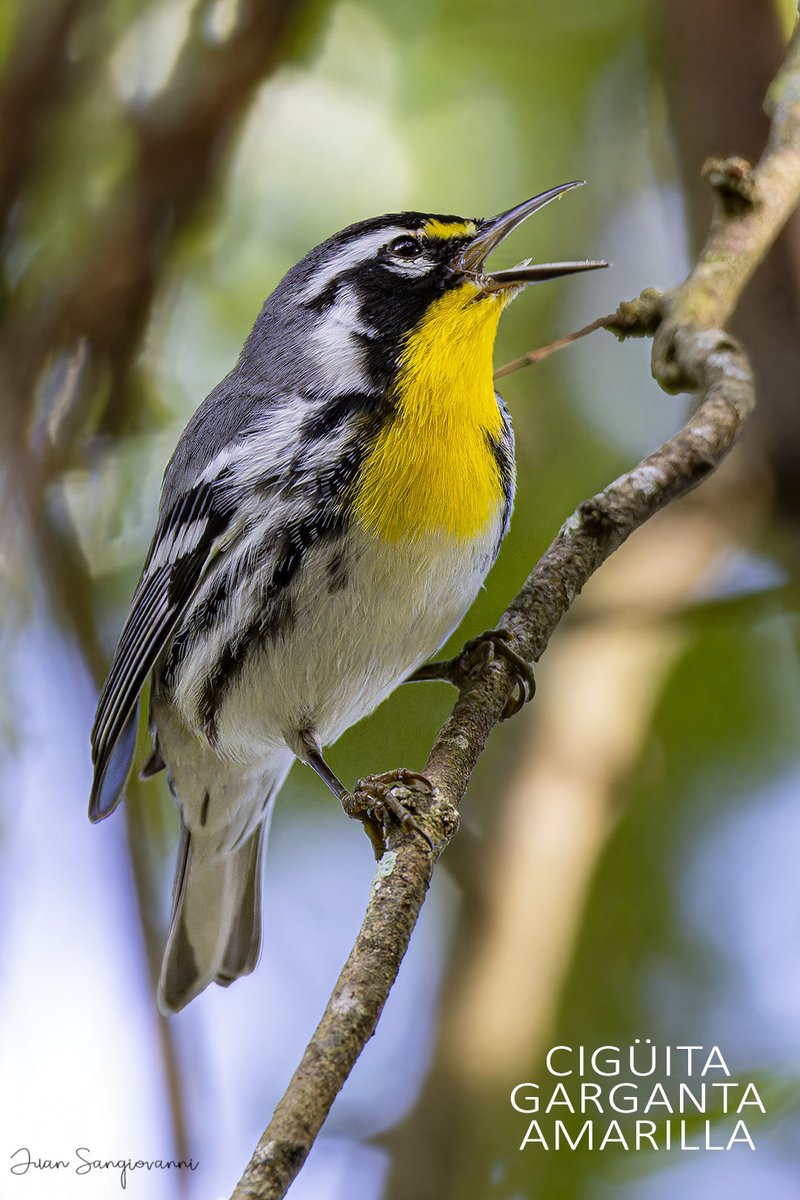 Juan Sangiovanni tweet media