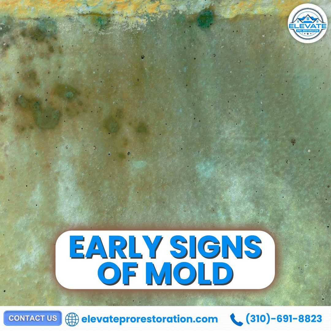 elev8pro's tweet photo. Musty odors, wall discoloration, and increased allergies can signal early mold growth in your home. Elevate Pro provides expert mold inspections and safe removal solutions. Visit https://t.co/0AeFUkSDo2 to protect your family and property.
#MoldRemeddiation #ElevatePro https://t.co/ILmdW8RsoF
