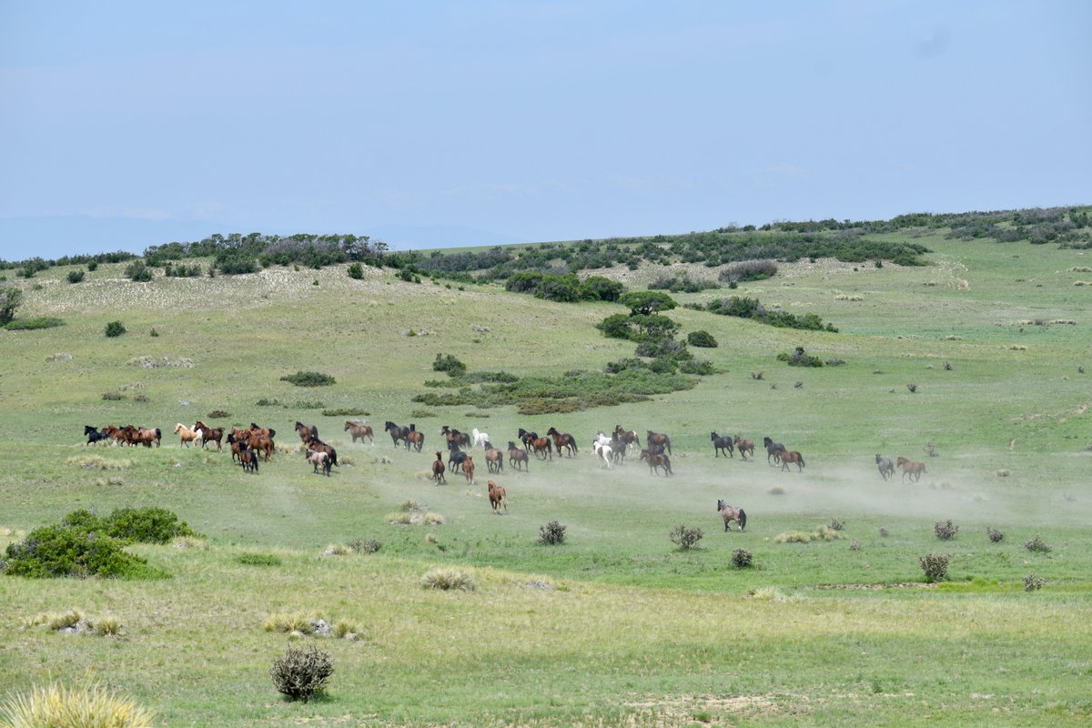 Engler Canyon Mustang Sanctuary tweet media