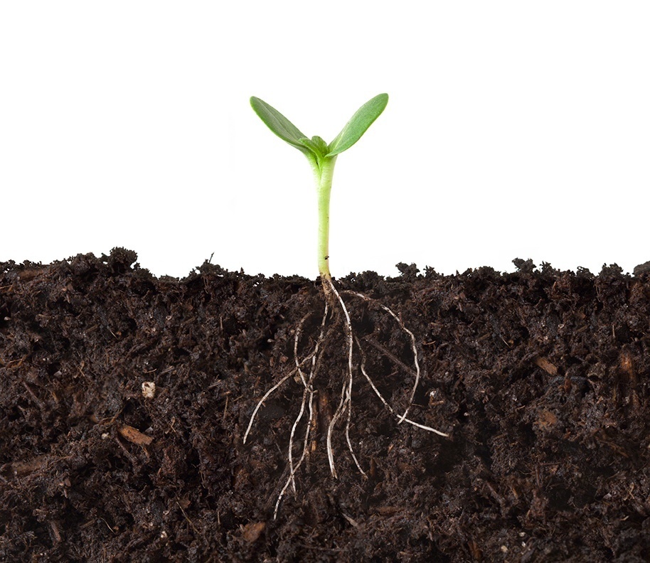 A new root is constantly making choices about where and when to grow based on the environment it encounters. Guided by its “root brain,” it makes decisions that maximise its access to water and nutrients as quickly as possible. hubs.la/Q03Fssws0