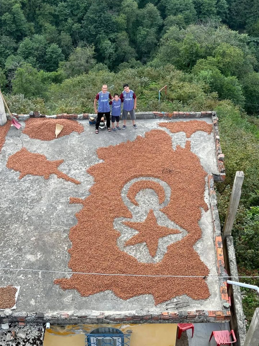 Trabzon , Araklı / Yıldızlı Mahallesi'nde  
fındık harmanı sezon finali .