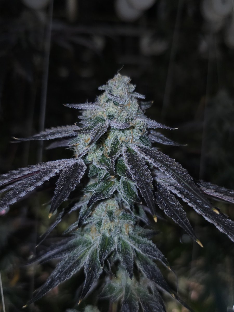 Spring Dip aka Wookies x Cap Junky #10 is straight gas. Took a whiff at chop and all my nostril hairs fell out. 🕊