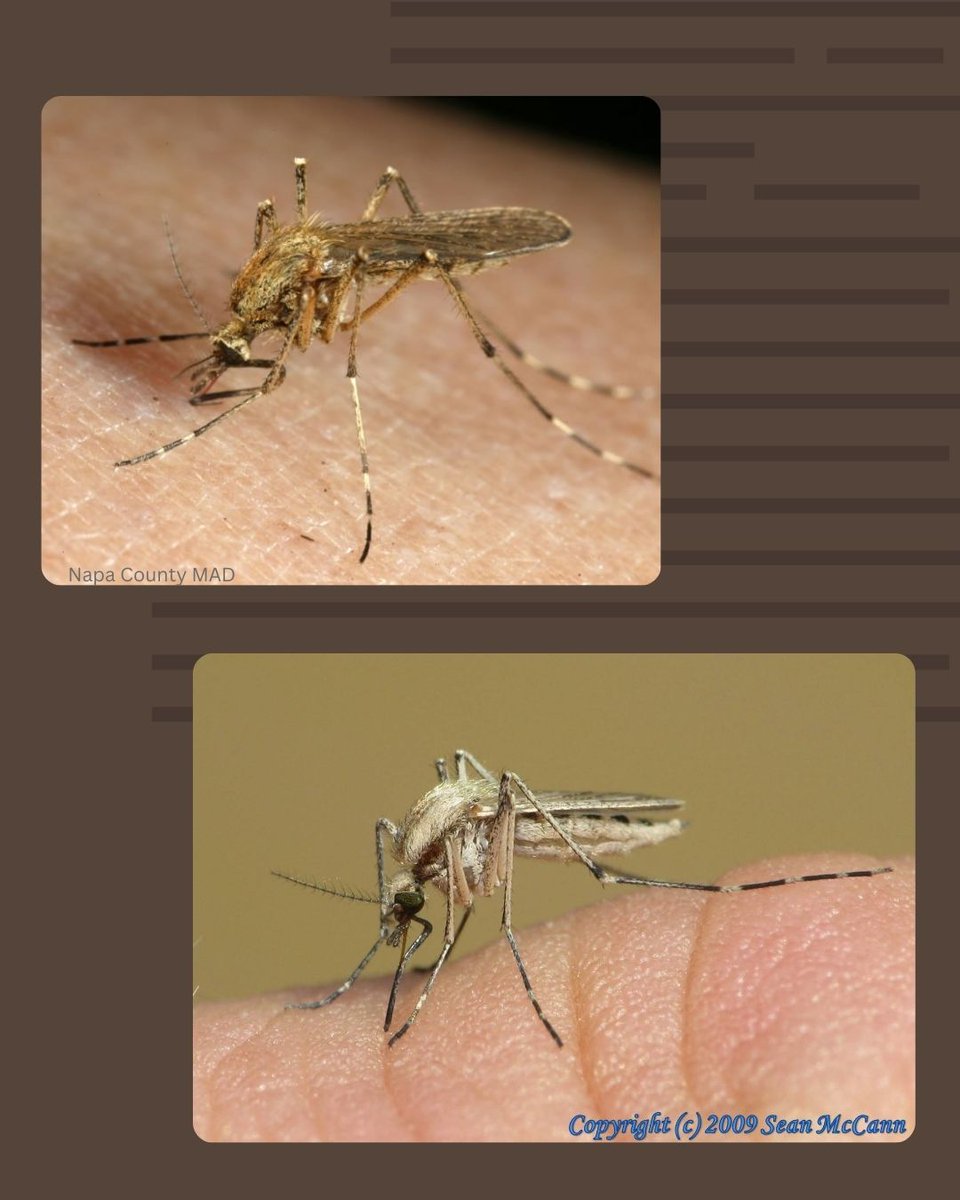 Aedes dorsalis has been around lately! Wear EPA-approved insect repellent (DEET, picaridin, IR3535, or oil of lemon eucalyptus), cover exposed skin, empty standing water. If you live in SLC, fill out a service request (link in bio) &amp; we'll inspect your property! Link in bio.