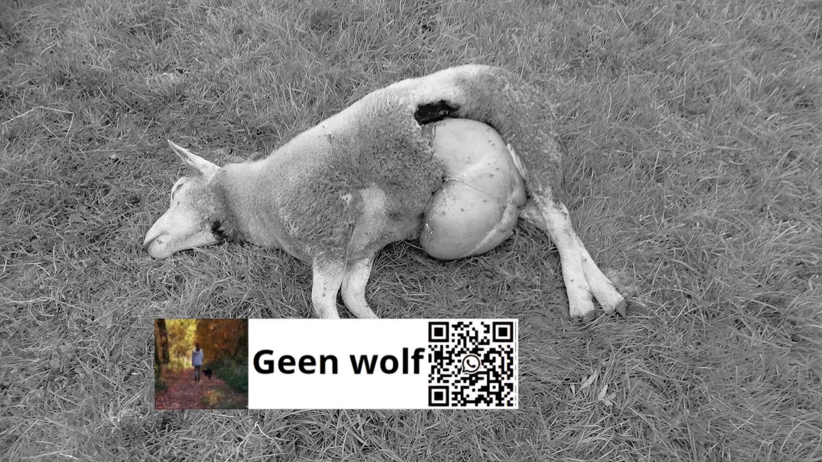 AnitaGeenWolf's tweet photo. ๐บ wolfalert #wolvenmeldpunt GeenWolf โ๐บ
scheurmelding
03-09-25
#Hulshorst Gelderland
wolvenaanval op schapen
1 schaap verscheurd tijdens aanval, 1 zo gewond dat euthanasie nodig was.
liepen in nacht kraal van 1.20 hoog gaas
๐บ meldingen liefst zsm met GoogleMaps ๐ naar wa
31617018889
@GeenWolf
