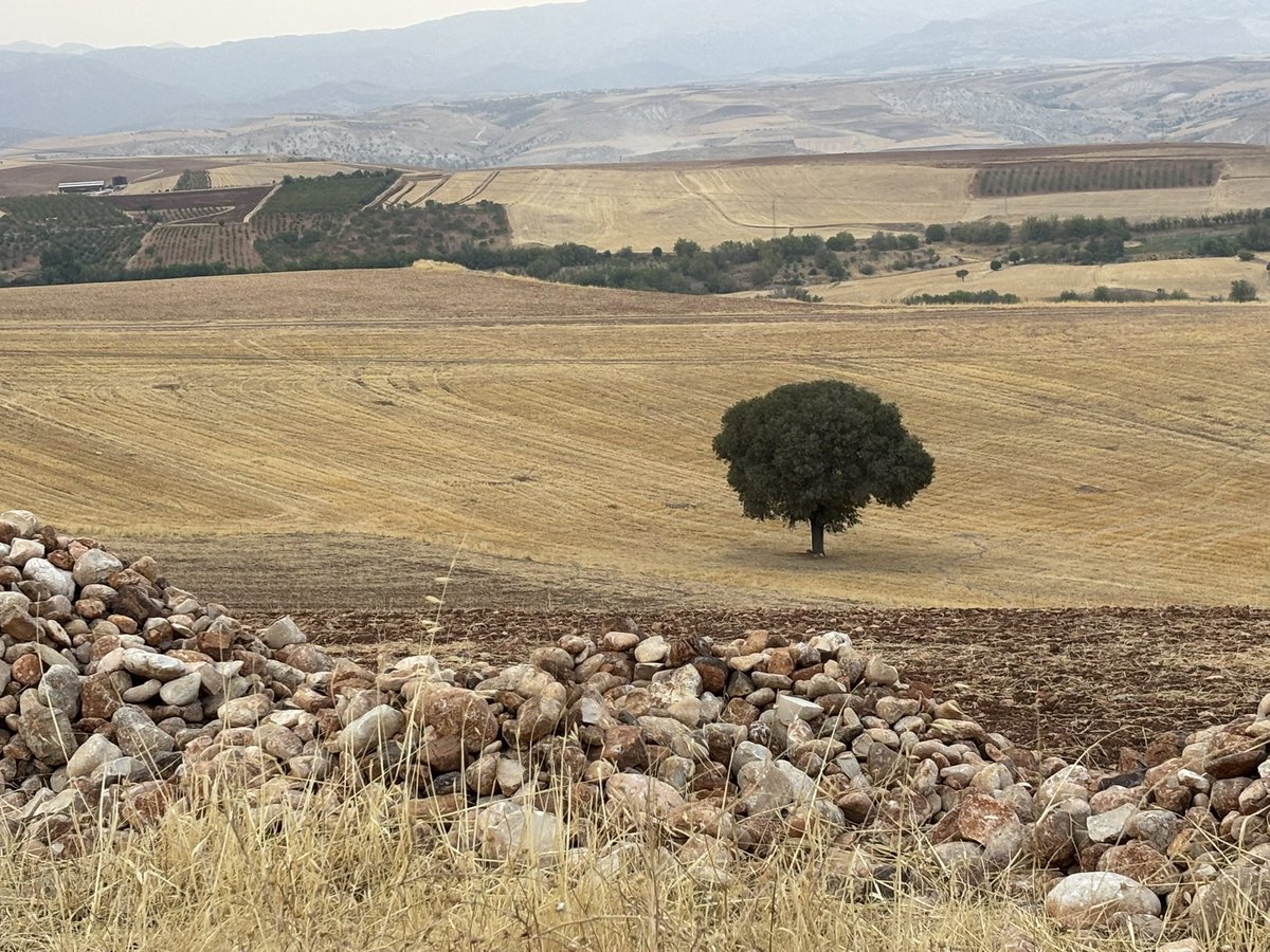top gibi bir ağaç.