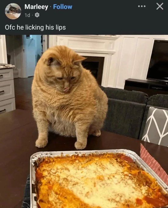 Insane Content (@onlineinsane) on Twitter photo 
