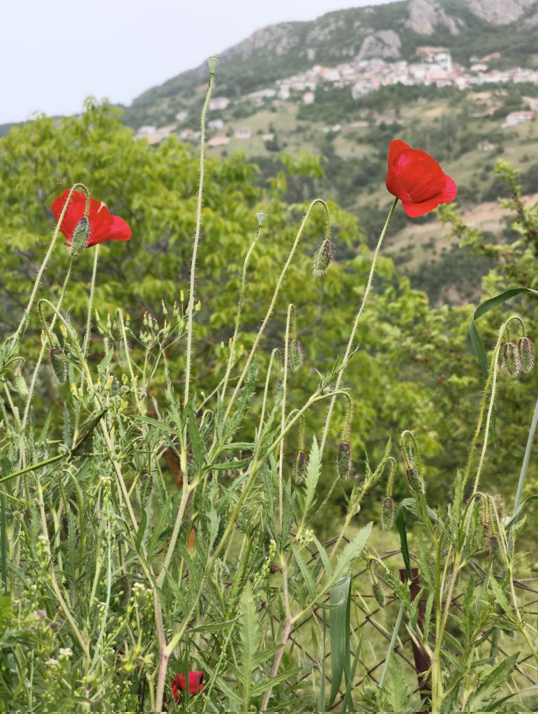 gözlerin binbir renkli 
gözlerimde gezinir gecelerce
dokunsam dökülecek 
gelincikler saklı sende
el uzatsam kırılır dalları