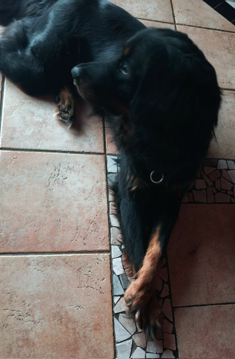 Wie meine Hündin eure Tweets ignoriert. Yes, Princess. Born to serve looks, not fetch sticks