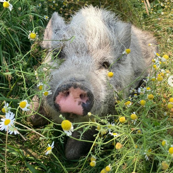 📅 7th September 2025
🏷️ Instagram/glofarmsanctuary
💕 #animaloftheday