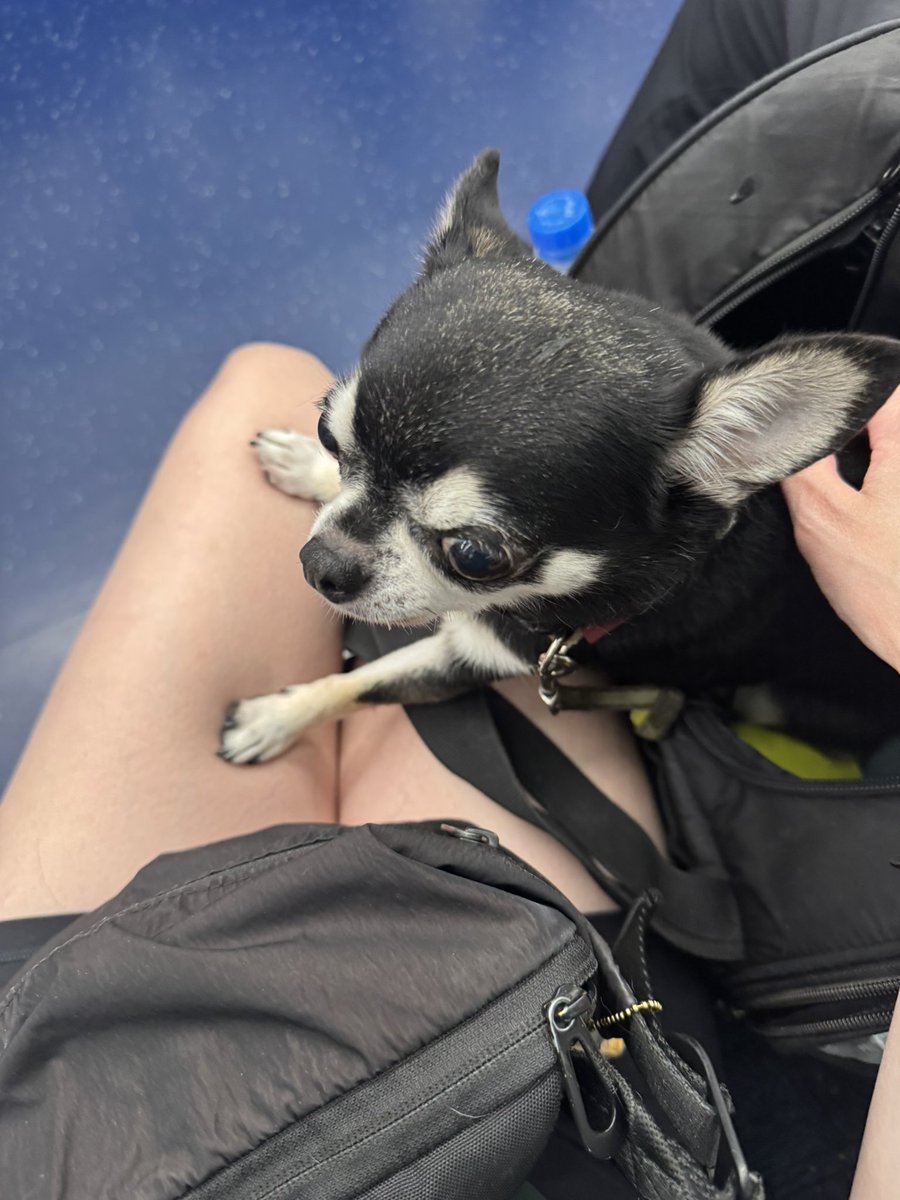 was on the train to meet my friends and this old guy saw me staring at his dog then he randomly just gave her to me until my stop???