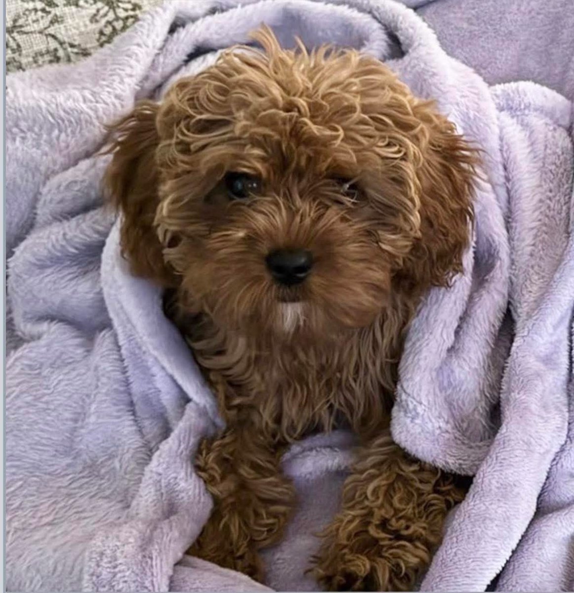 #SpanielHour 

MABEL a 20 week old #Cavapoo is missing from her back garden in the Great Central area of #Loughborough ( Elms Grove ) since around 6.30am 15/8/25 
Friendly but will be scared and nervous 
Red/ginger/tan white tuft on chin 
CHIPPED 

doglost.co.uk/dog/199601