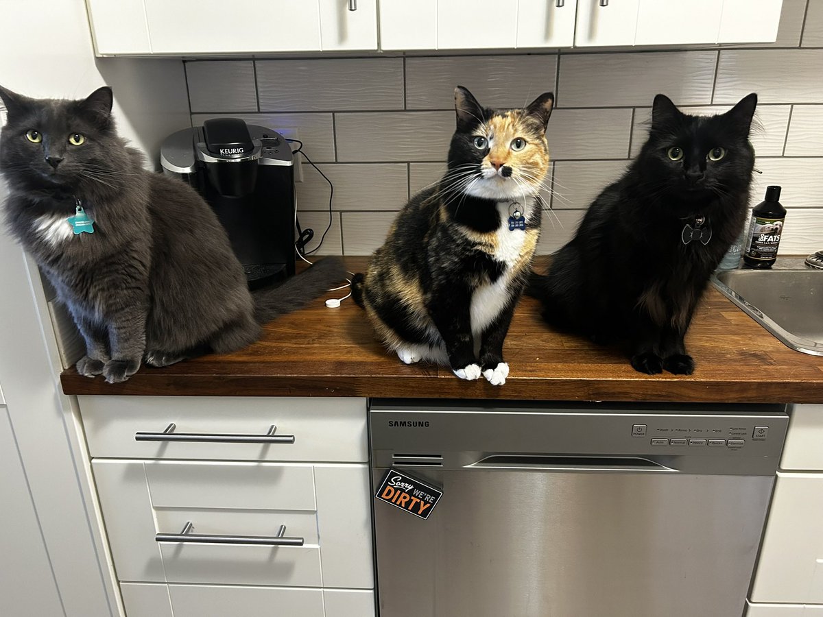 moosepoppybinx's tweet image. hi everyone, i am new to cat twt and would love to find some mutuals:) i have three kitties, Moose (grey long haired) Poppy (calico short haired) and Binx (black long haired) 🧡🤍🖤