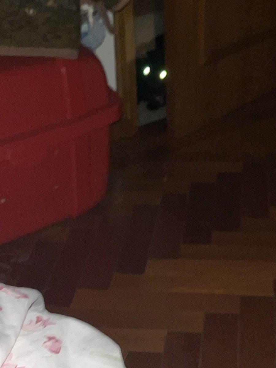 i tried taking a picture of my cat and WHAT THE FUCK