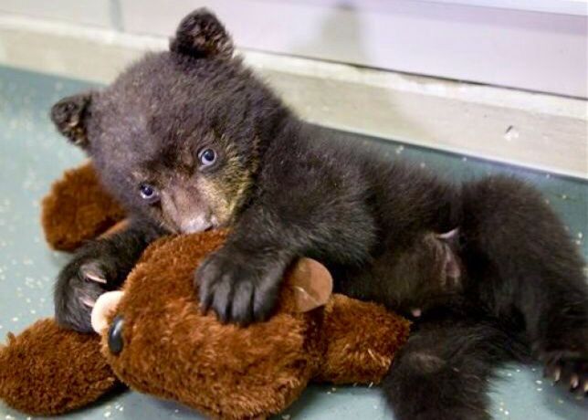 🐻 Bears Daily 🐻 (@bearsdaily_) on Twitter photo 