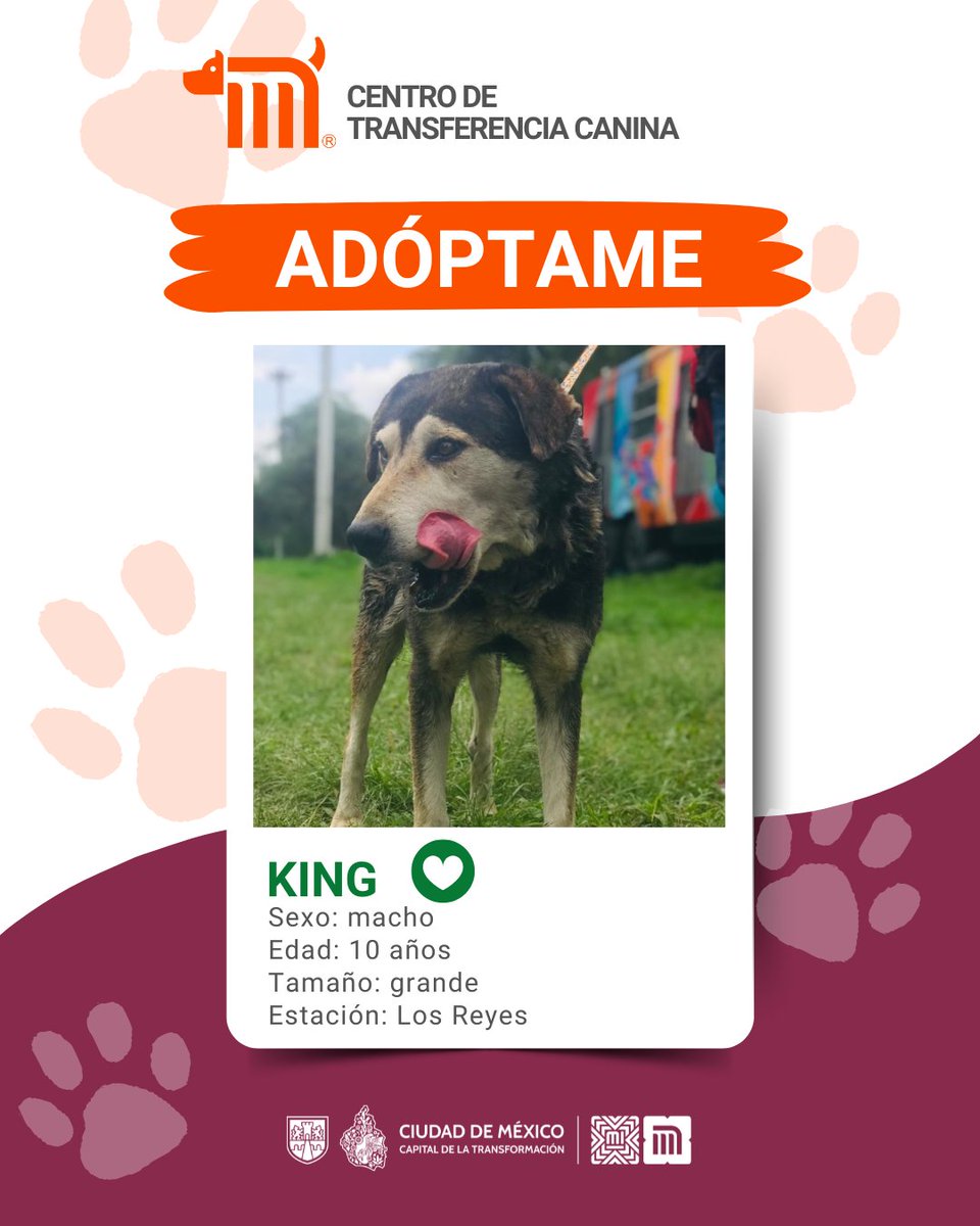 MetroCDMX (@metrocdmx) on Twitter photo "King" está en busca de una familia, si deseas darle la oportunidad de ser adoptado comunícate con el <a href="/ctcdelmetro/">CTC del Metro</a>, vía e-mail a: ctc@metro.cdmx.gob.mx
Consulta requisitos de adopción en 👉🏼 bit.ly/41Z16Cd 🐾 #AdoptaNoCompres 🐶🏡 "King" está en busca de una familia, si deseas darle la oportunidad de ser adoptado comunícate con el <a href="/ctcdelmetro/">CTC del Metro</a>, vía e-mail a: ctc@metro.cdmx.gob.mx
Consulta requisitos de adopción en 👉🏼 bit.ly/41Z16Cd 🐾 #AdoptaNoCompres 🐶🏡