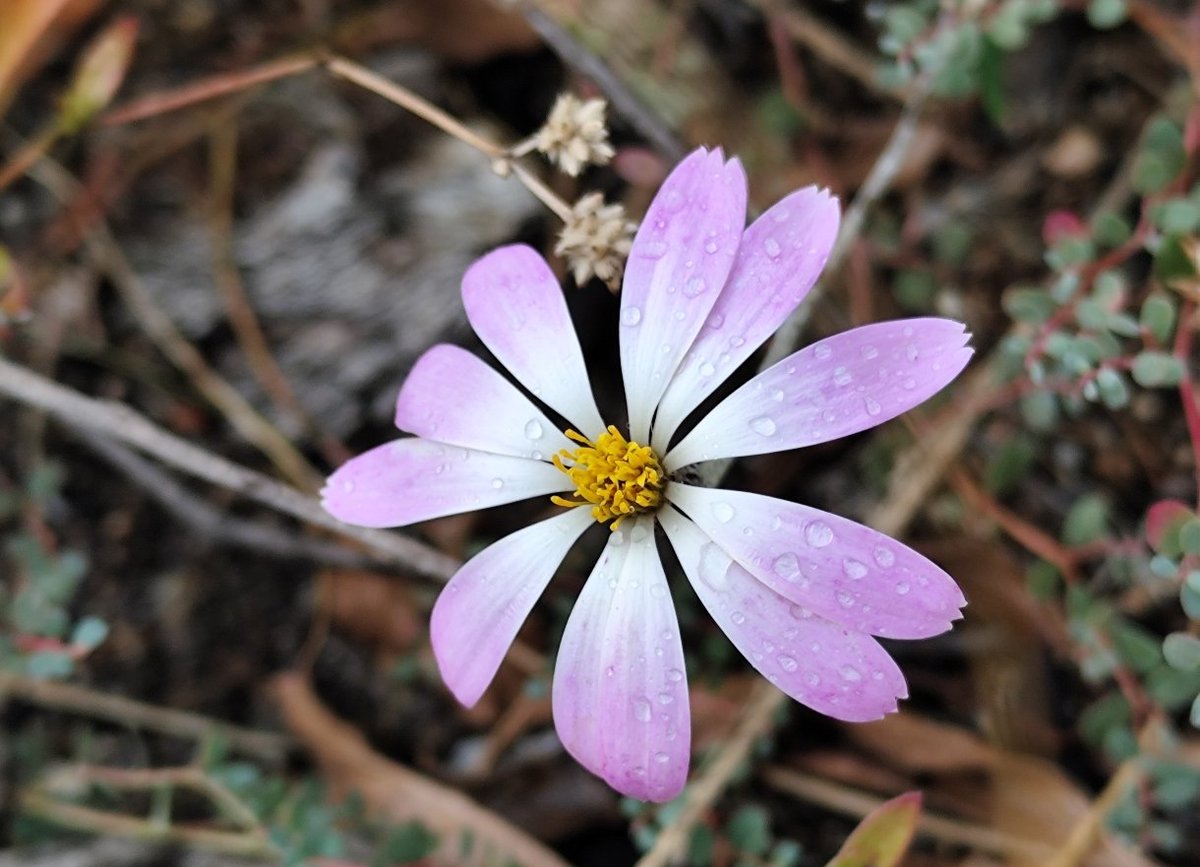 nora oleas tweet media