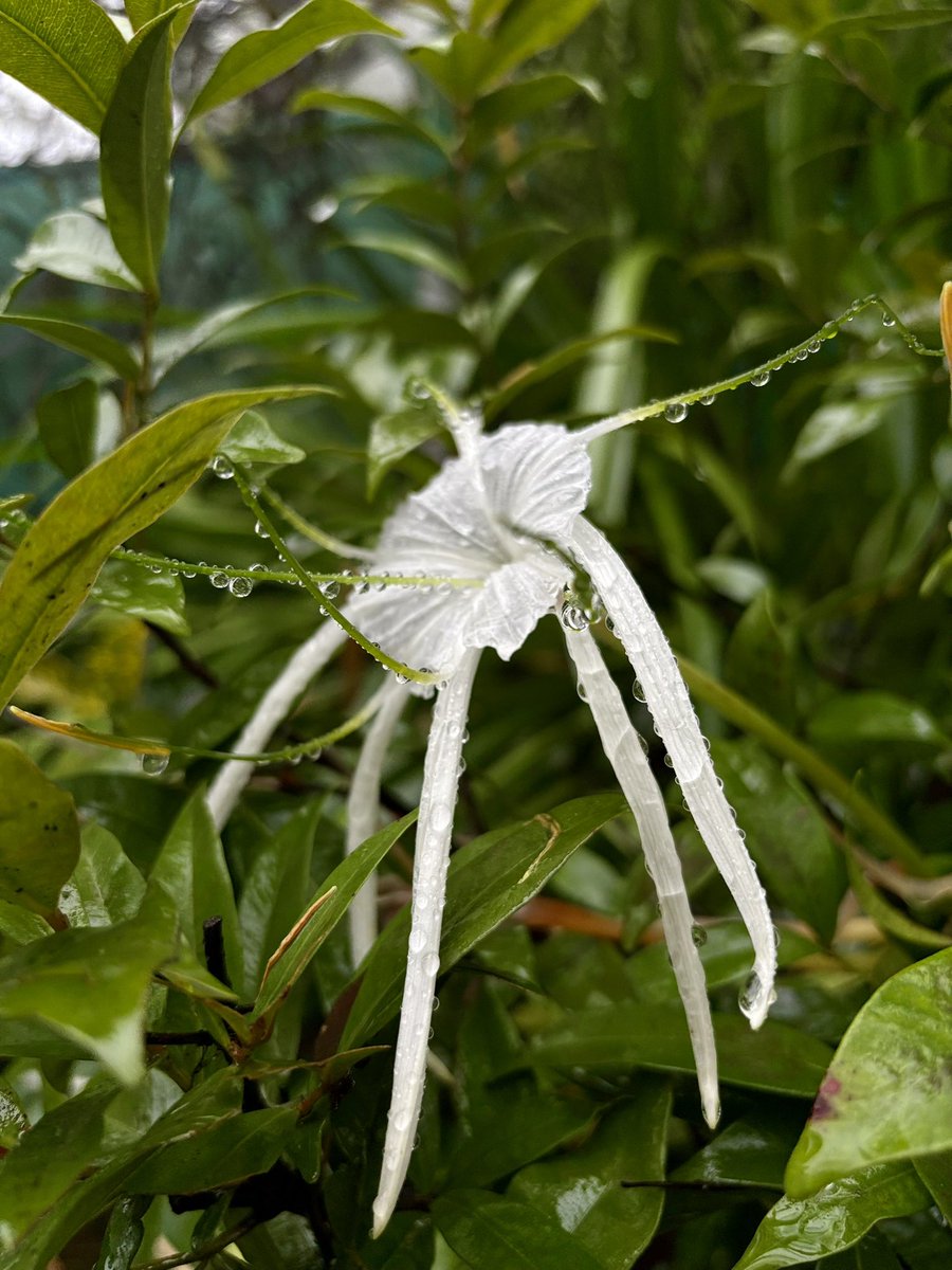 <a href="/KerstiSandstrom/">Kersti Sandström</a> Flowers😇