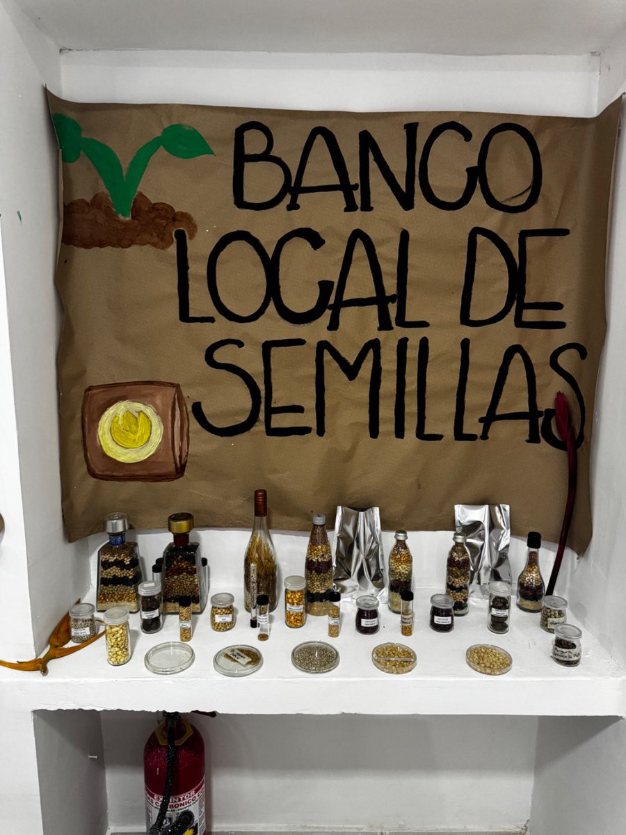 SomosAGROSAVIA's tweet photo. Miguel Serrano López, nuevo director ejecutivo de AGROSAVIA en su primera visita a uno de nuestros centros de investigación, el #CICaribia ubicado en Magdalena participó el Encuentro de comunidades del Plan nacional de semillas, ruta étnica Caribe. Un evento para compartir e intercambiar conocimiento con comunidades étnicas, tanto indígenas como Arhuacos, Koguis, Kankuamos, Wiwas, Zenú y Wayuú, y grupos raizales y afros, reafirmando el compromiso de AGROSAVIA por la importancia de las semillas nativas y criollas, y el trabajo por la soberanía alimentaria de estas comunidades.