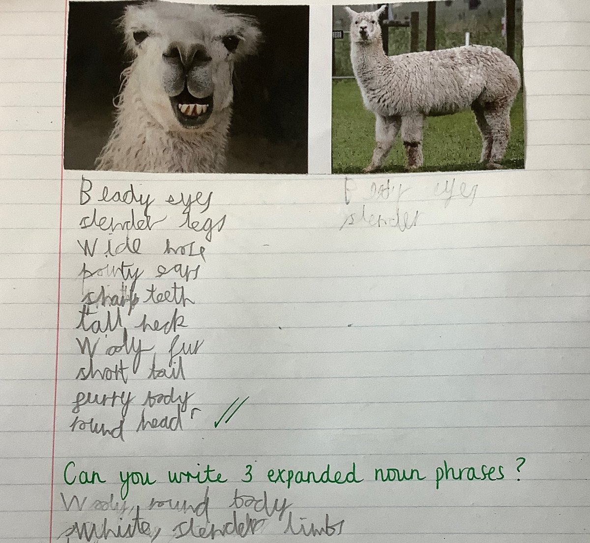 Miss Bentley (@missbentleyhcps) on Twitter photo Class 9 have been working hard researching and collecting noun phrases for their non-chronological reports on llamas! π¦ <a href="/HazelSchool/">Hazel Community Primary School</a> Class 9 have been working hard researching and collecting noun phrases for their non-chronological reports on llamas! π¦ <a href="/HazelSchool/">Hazel Community Primary School</a>