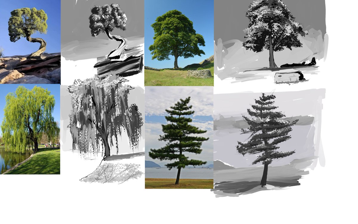 tree study🌳🌴