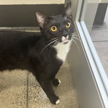 Meet Meep (1yr) He's donned his tuxedo and turned on the charm to sweep you off your feet. He’s fun, friendly, and full of personality – basically the perfect blend of comedian and cuddle buddy. Visit Meep today! #AdoptDontShop 🐾 sfspca.org/sfspca-adoptio…