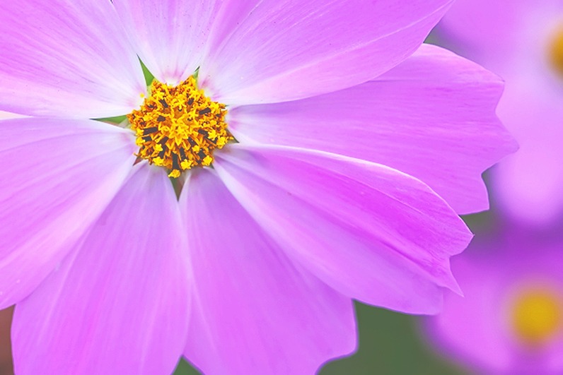 おはようございます。
今朝は「やぶきた実生」を開封しました！

🍃サラサラ甘旨味がやって来て、ドンと優しい美味しさ広がります😊飲むほどに、トロ～ンとつつまれ美味しい～🥰

余韻にも癒され、今日も元気にスタートです🎵✨

「川根茶｜鈴木茶苑さん」
【本日の１杯】今日もありがとう。