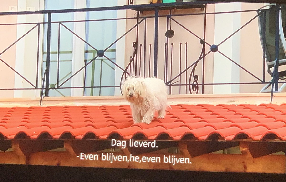 KeiVandersteen's tweet photo. Vind het niet gek dat het Sjatteke af en toe mank loopt. Zal wel wekelijks van het dak afdonderen!  #benbvolliefde https://t.co/RWk2UsEFXH