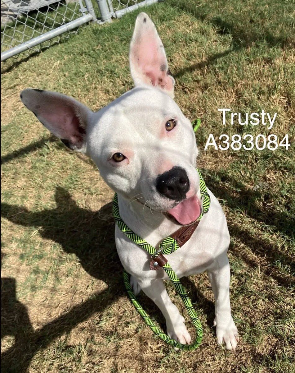 SamfromSpain♥️🐕🦮🐈‍⬛🐈 tweet media