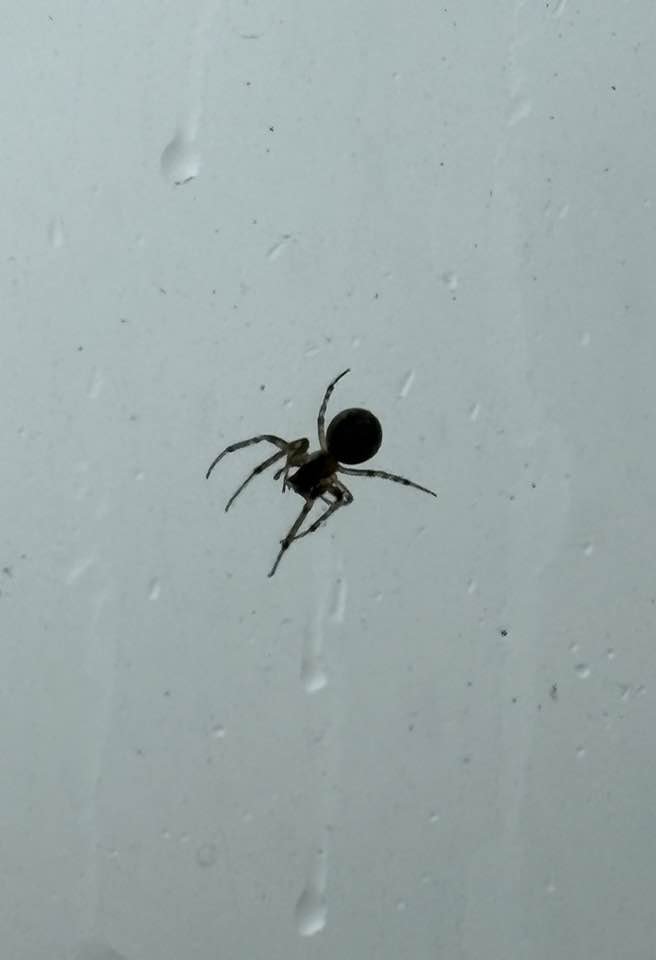 And talking of #Spiders, this one on the outside of our window, wasn’t bothered by today’s downpours! 😊🕷️