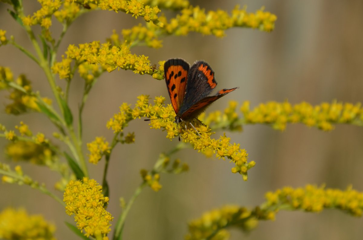 1001 obserwujących właśnie wybiło, wow. Ponownie serdecznie Wam wszystkim dziękuje za obserwacje i tym razem mam dla Was kogoś wyjątkowo ładnego z tej okazji. Kilka ładnych ujęć czerwończyka żarka;)