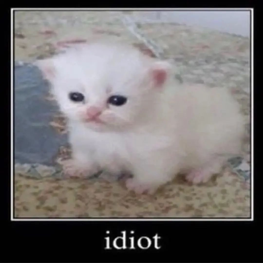 Punch Cat (@punchingcat) on Twitter photo 