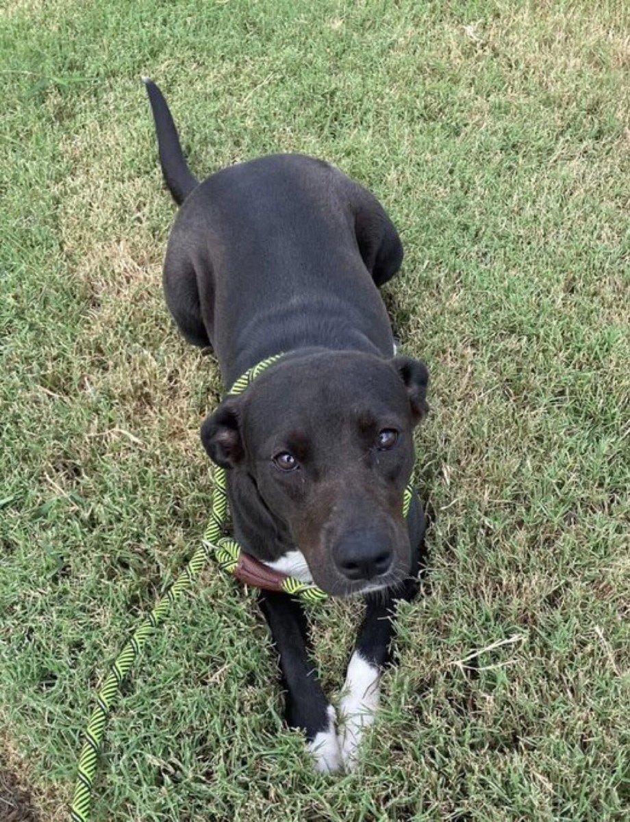 SamfromSpain♥️🐕🦮🐈‍⬛🐈 tweet media