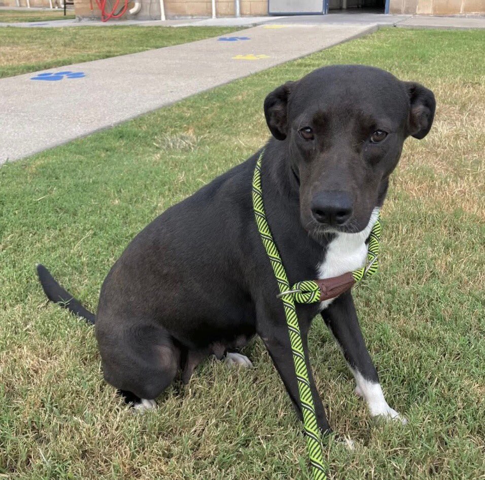 SamfromSpain♥️🐕🦮🐈‍⬛🐈 tweet media