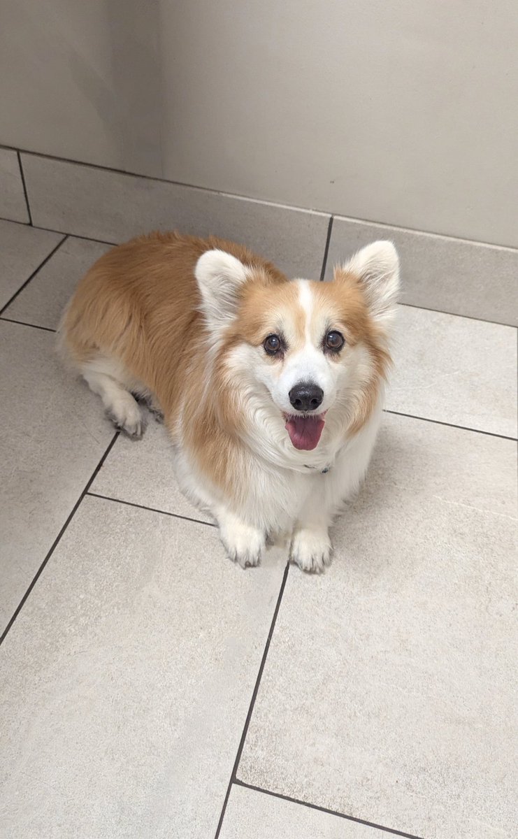 🐶 Congratulations you’ve reached the peak of the week Wednesday during the apocalypse that is back to school 🏫🎒🥳😆

#backtoschool2025📚✏️ #🏫 #🎒 #september #school #1stweekback #wednesdayhumor #wednesday #Kimchithecorgi