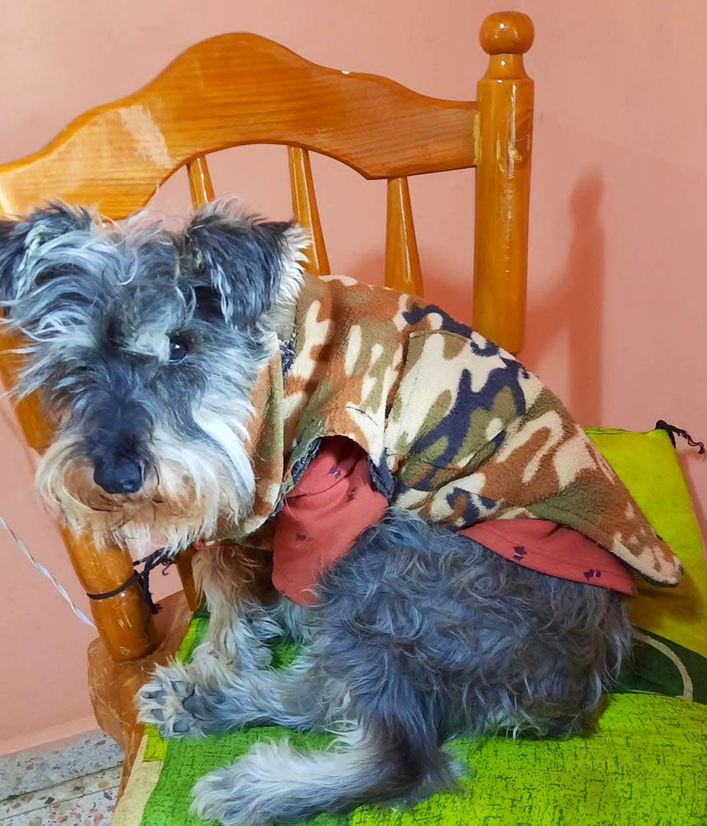 Sam fue el compañerito de mi mamá y al fallecer quedó a mi cuidado por 12 años. 
Era el lazo vivo que me quedaba de ella. Hoy su ausencia duele profundamente, pues cruzó el arcoíris 🌈. Acompañarlo hasta su vejez fue un acto de amor que atesoraré siempre. 
Ya están juntos ❤️‍🩹