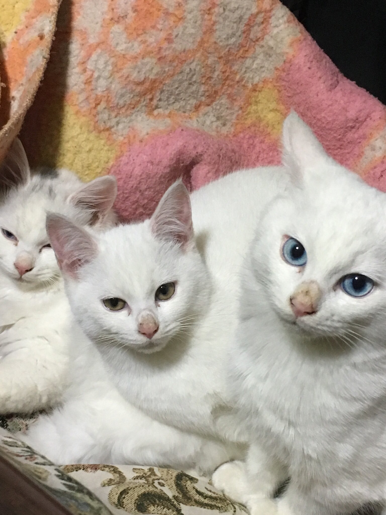 にゃんこ様 This is the ultimate cat wife! 50+70 & See the power of