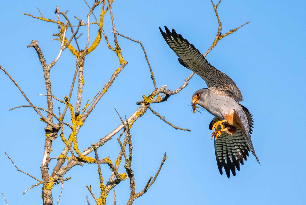 One of my personal highlights of this year was to see for the first time and photograph, Red Footed Falcons at Carltom marshes in May. Beautiful birds to observe/see over a five day period while they hunted over the marsh, then return to their roost in the late afternoon/evening.