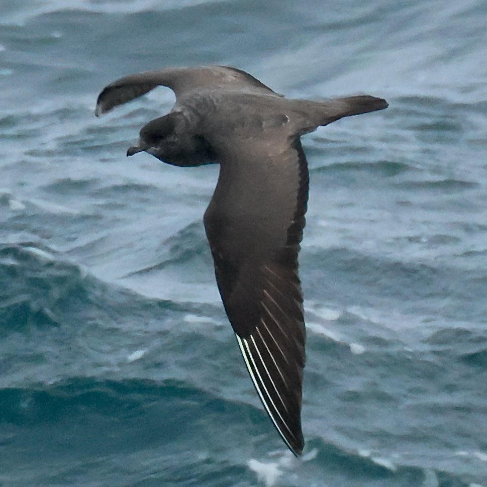 Aidan G. Kelly (@agk10k) on Twitter photo Fantastic views of Long-tailed Skuas at Bridges of Ross, Co. Clare, last Friday and over the weekend. Fantastic views of Long-tailed Skuas at Bridges of Ross, Co. Clare, last Friday and over the weekend.