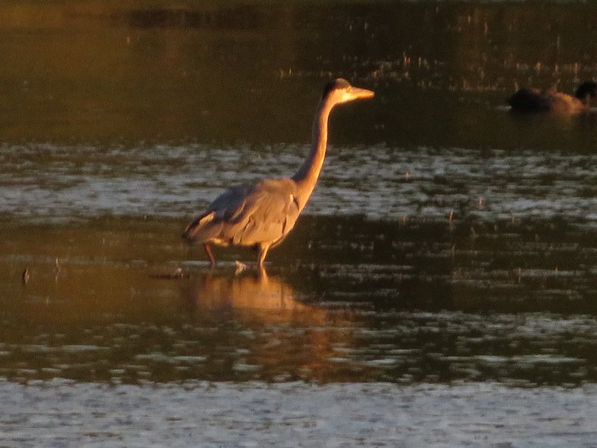 Frampton pools 2 Swift 100+ Sand Martin 50+Swallow 20+ House Martin 3 Cattle Egret 1 juv 9 Little Egret 4 Grey Heron 1 Green Sandpiper 2 Common Sandpiper ad YL Gull 2 Kingfisher 1 Hobby 2 Raven #GlosBirds