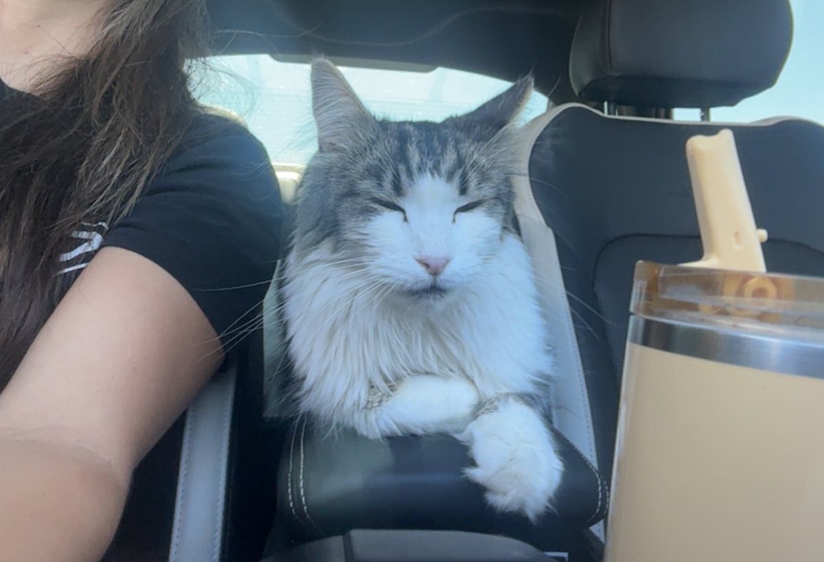 He loves to sit and sleep on the center console during car rides ahah weirdddd